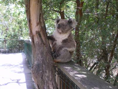 The Koala Conservation Centre