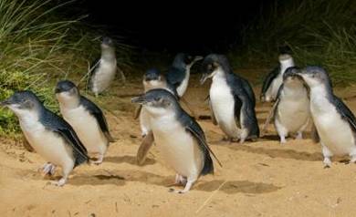 Ultimate Penguin Experience at philip island פינגווינים