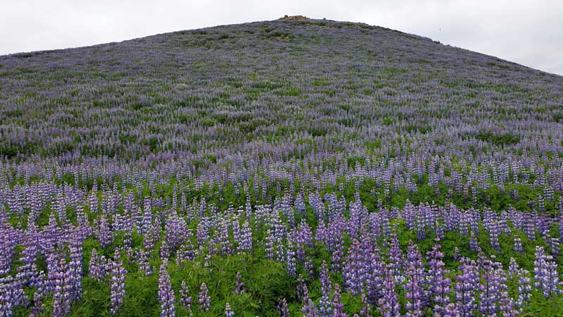פרחים סגולים המכסים את ההרים באיסלנד