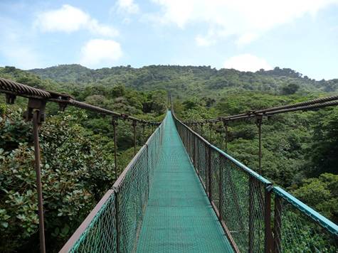 גשר כבלים ביערות קוסטה ריקה