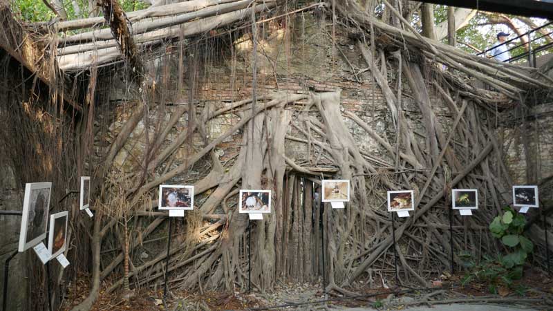 בית העץ בטאינאן