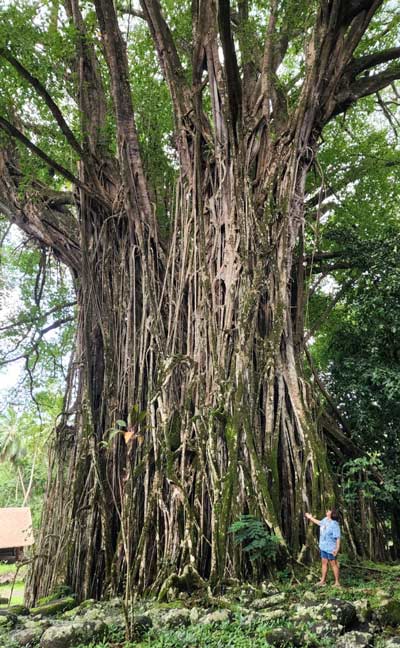 Giant banyan tree in Nuku Hiva