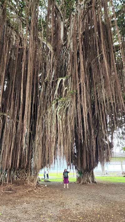 עץ באניין ענק בהילו