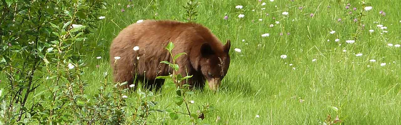 Bear in the Rockies