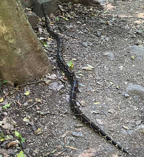 נחש בואה בפארק רינקון דה לה ויאחה