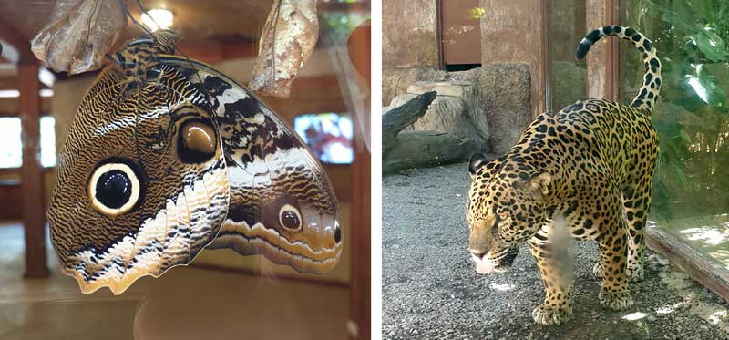 יגואר ופרפר בפארק דיאמנטה