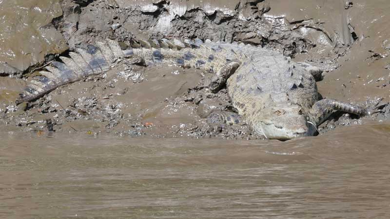 תנין על גדת הנהר