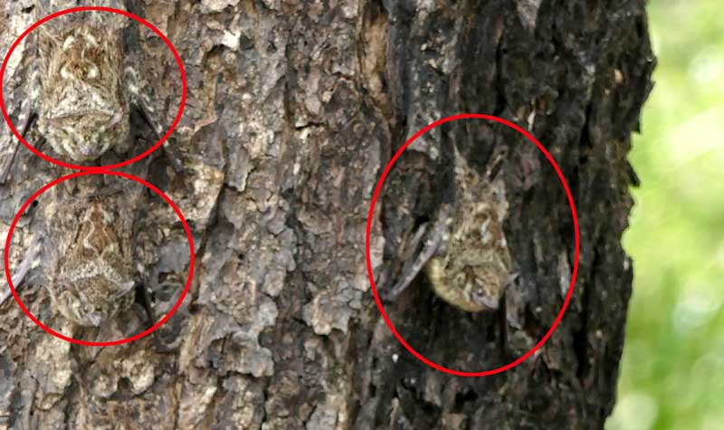 עטלפים על עץ