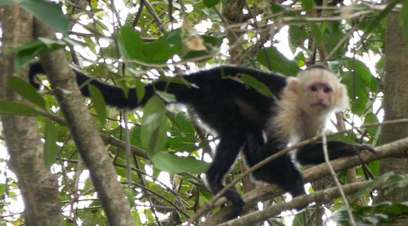 קוף קפוצין בפארק פאלו ורדה