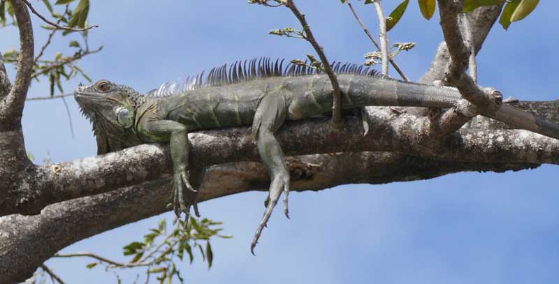 איגואנה על עץ