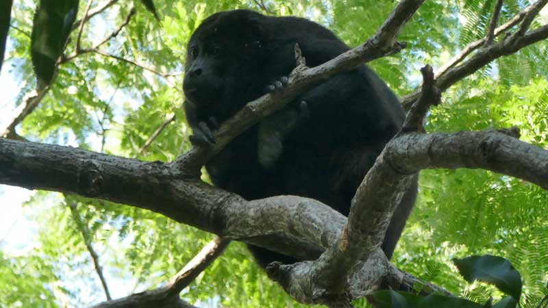 קוף בפארק הלאומי רינקון