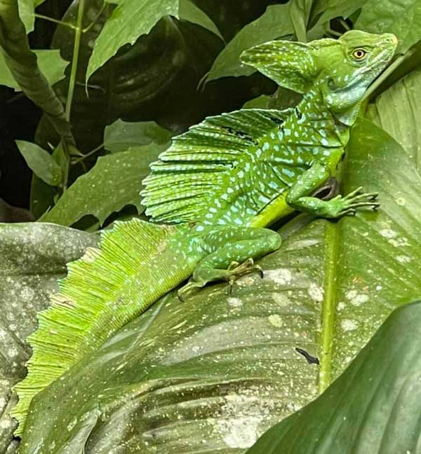 לטאה המכונה לטאת ישו