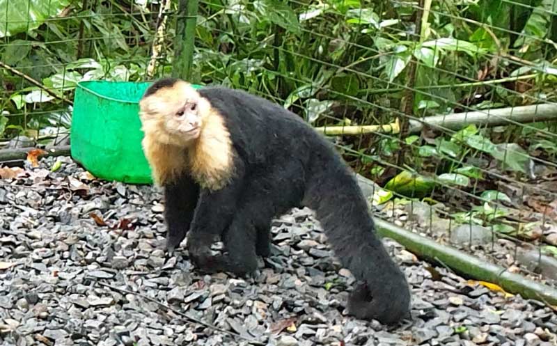 קוף קפוצ'ין