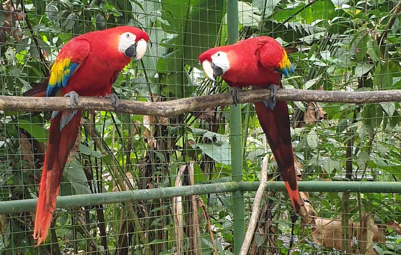 תוכי מקאו בקוסטה ריקה
