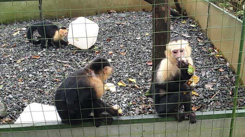 קופי קפוצין