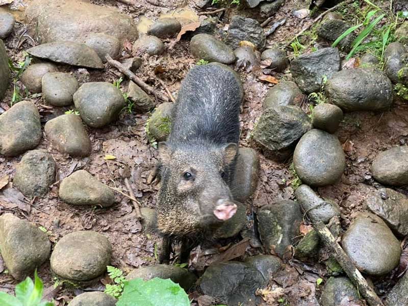 חזיר בר בפרויקט אסיס