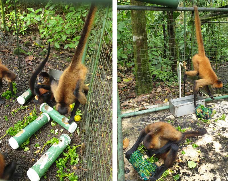 קופי עכביש בפרויקט אסיס