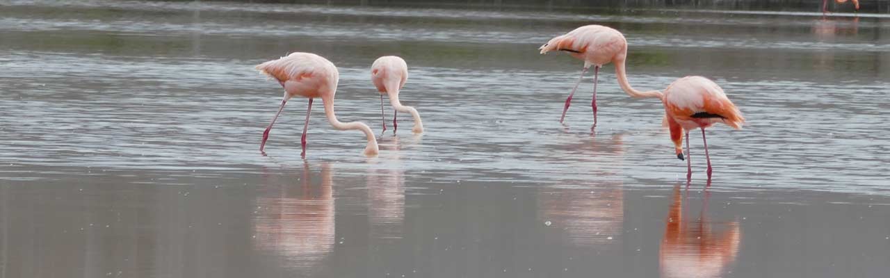 פלמינגו בגלפגוס