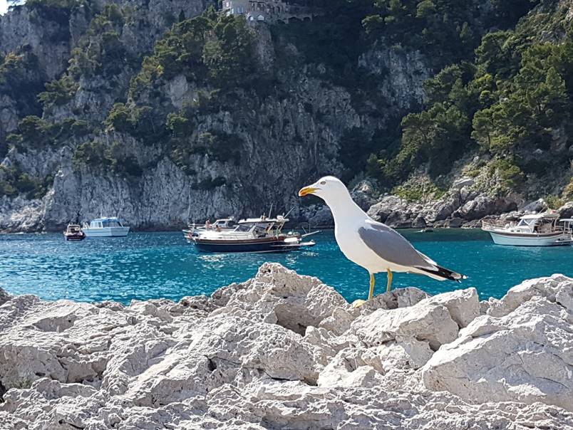 סירות בקפרי