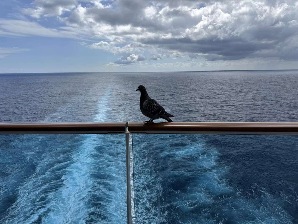 יונה על האוניה בירכתיים