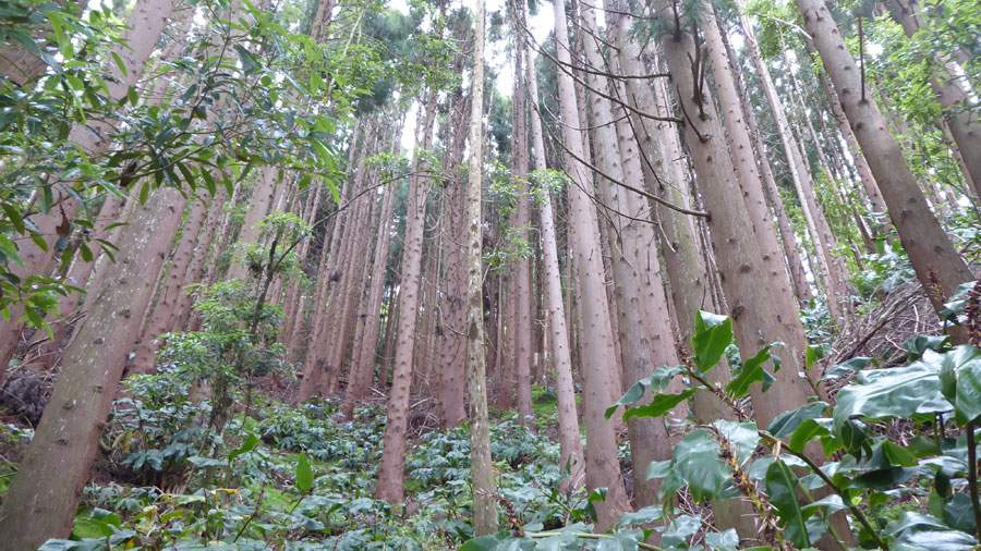 עצי ארז יפניים באי סאו מיגל באיים האזוריים