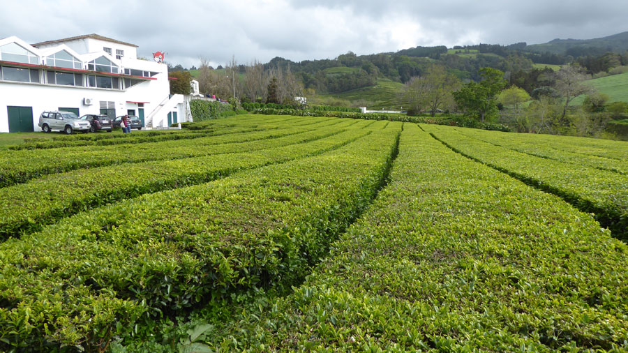 מפעל לייצור תה באי סאו מיגל Plantações de Chá Gorreana