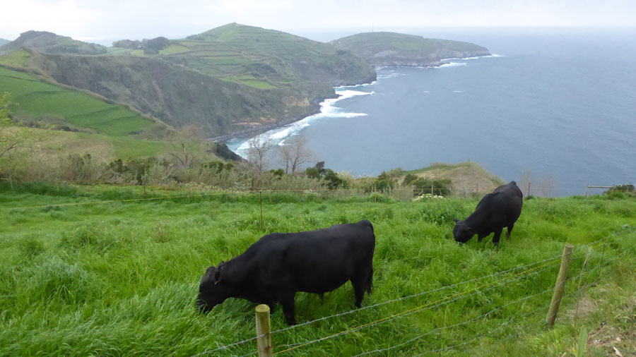 נוף חופים ופרות באי סאו מיגל