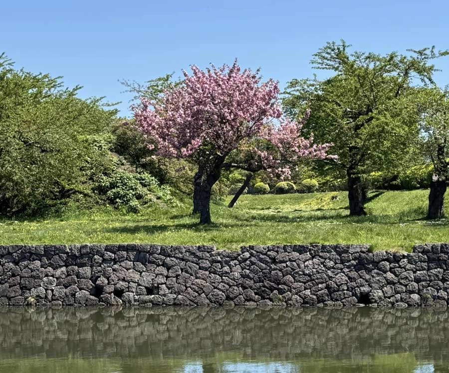 פריחת הדובדבן בהאקודטה