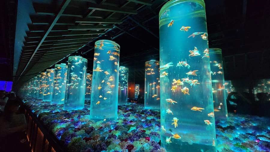Art Aquarium גינזה אקוואריום