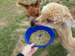 אלפקות ליד אקרואה
