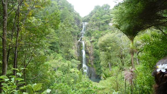 Waitakere Ranges rainforest