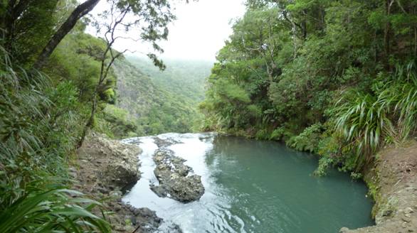 Waitakere Ranges rainforest