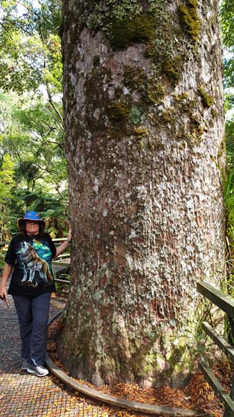 טיול ביער עם עצי קאורי