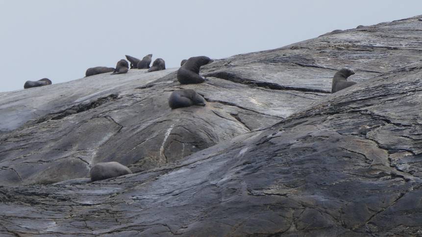 כלבי ים על הסלעים