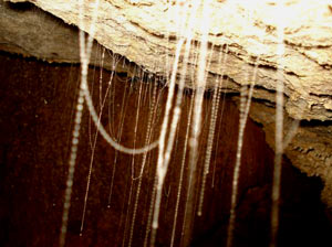 מערות וויטומו בניו זילנד