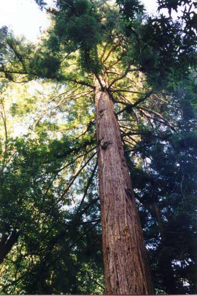 עץ במיור וודס