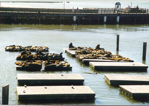 SEALS