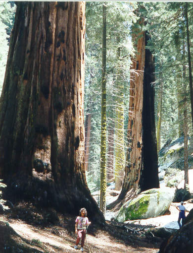 SEQUOIA_Tree