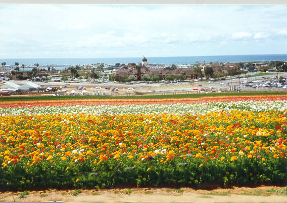 CRLSBAD שדות פרחים בקרלסבד