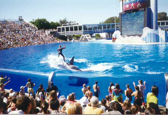 SEAWORLD עולם הים