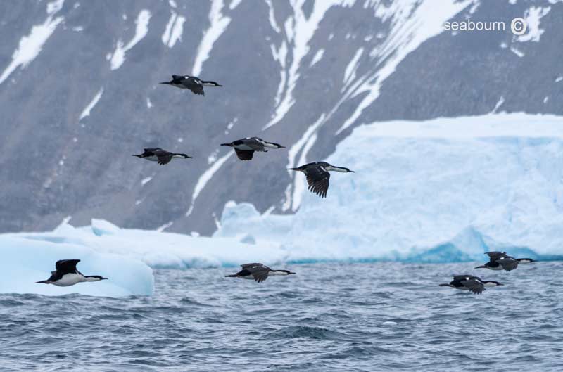 עופות מעל המים הקפואים