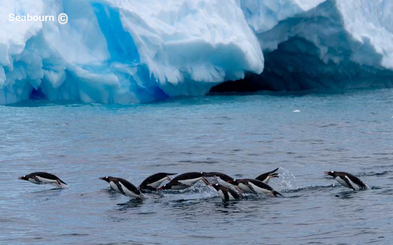 פינגווינים מקפצים מעל למים