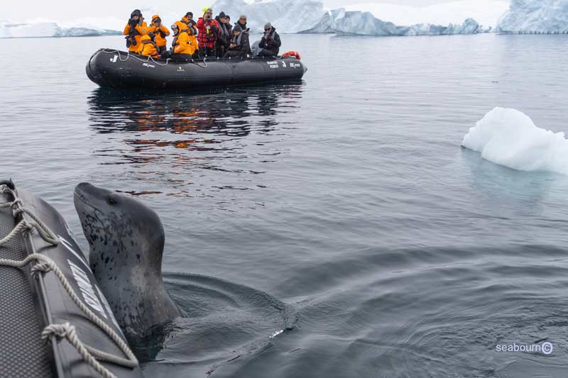 כלב ים ליד הסירה