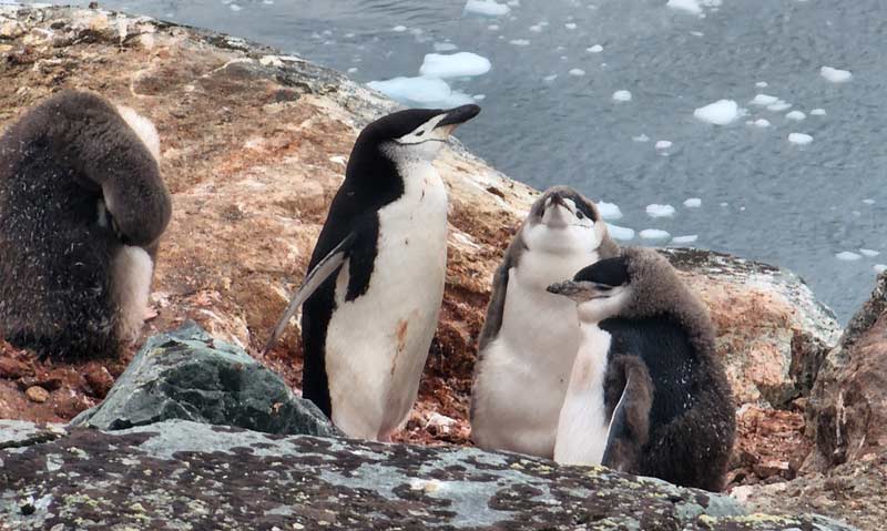 פינגווינים ב palavar point