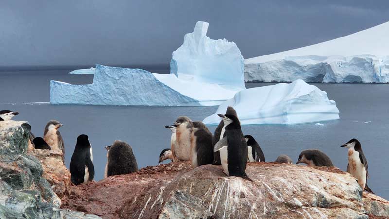 פינגווינים ב Palaver Point 