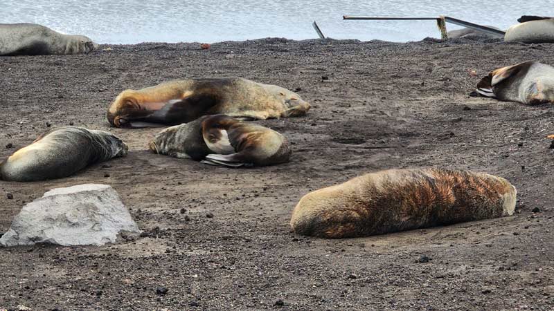 כלבי ים על החוף