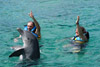 שחייה עם דולפינים בקזומל