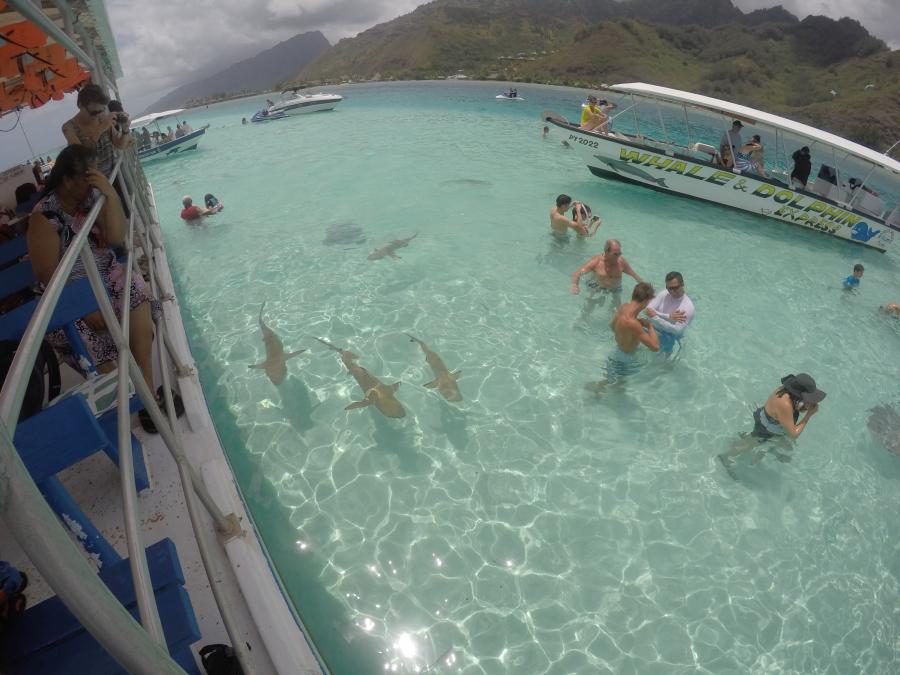 Swiming among sharks