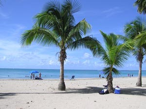 חוף עם דקלים בפורטו ריקו