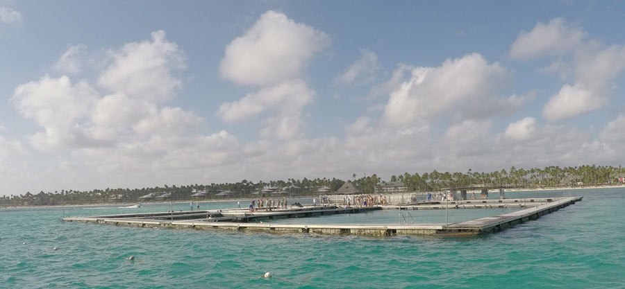 שחייה עם דולפינים